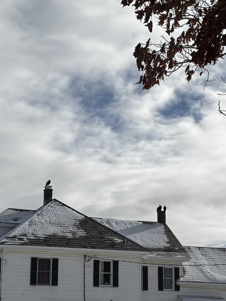 svartkondor - ML646972691