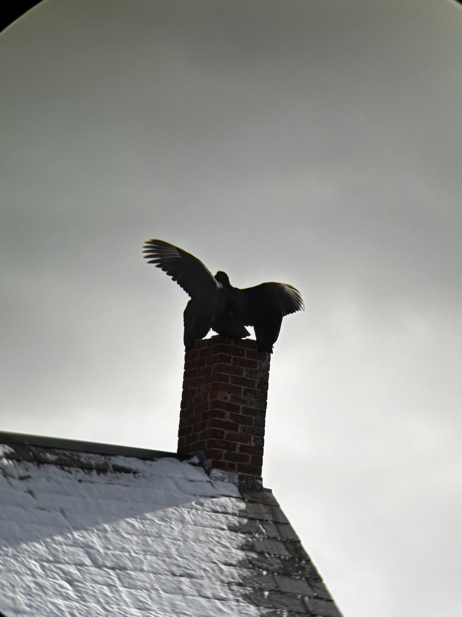 svartkondor - ML646972692