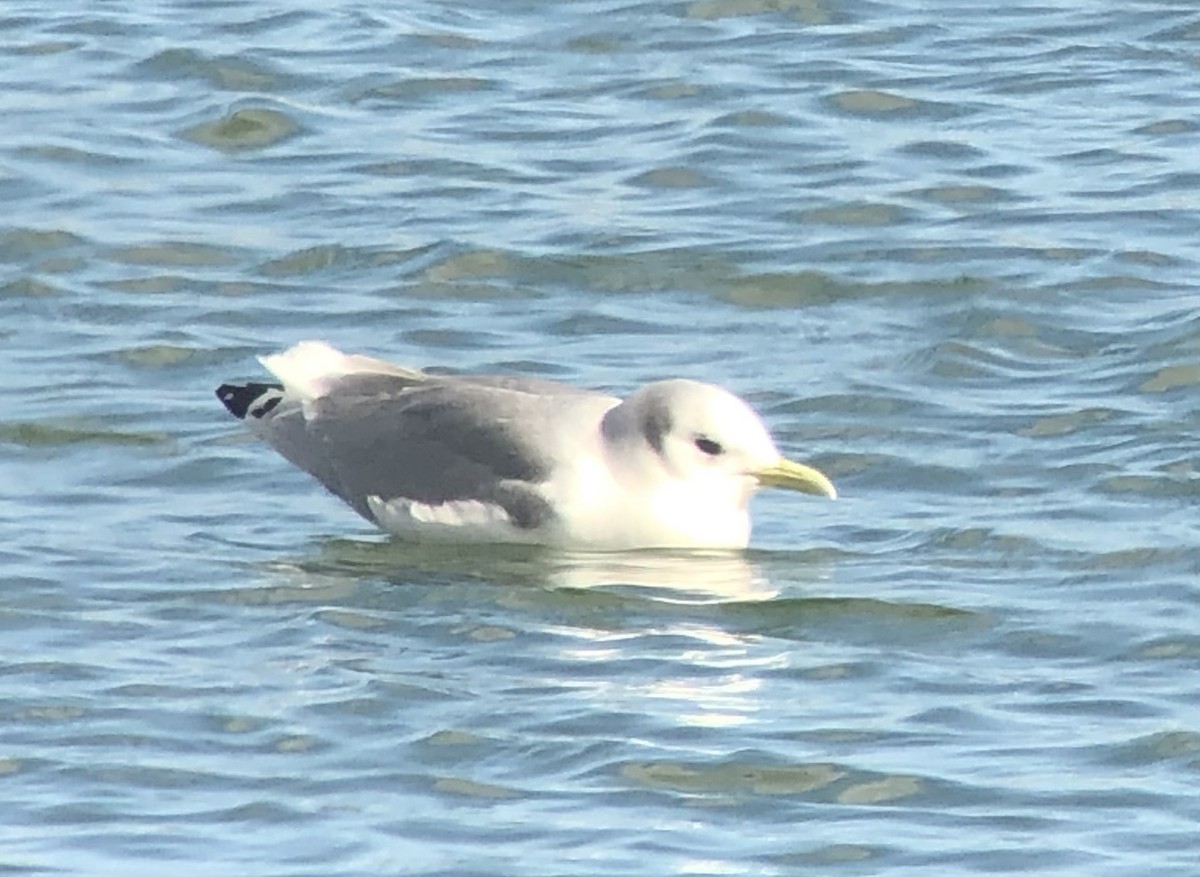 Black-legged Kittiwake - ML646972694