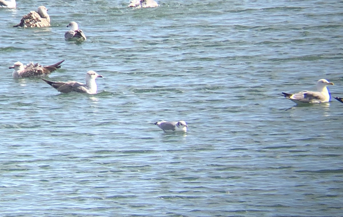 Black-legged Kittiwake - ML646972698