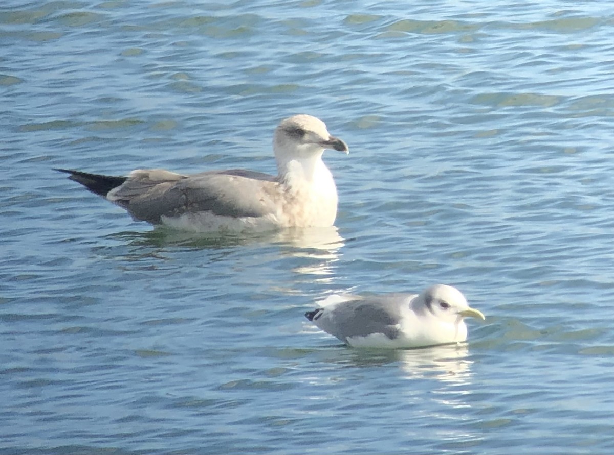 Black-legged Kittiwake - ML646972699