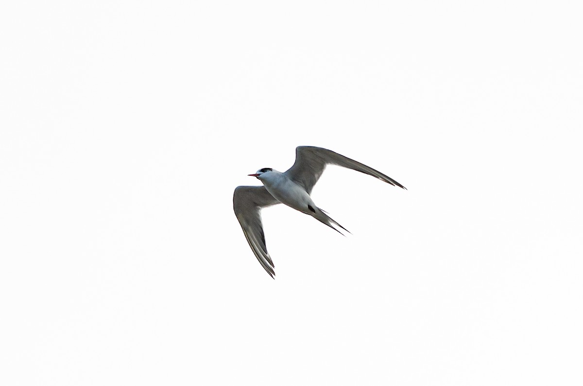 Charrán Sudamericano - ML646972700