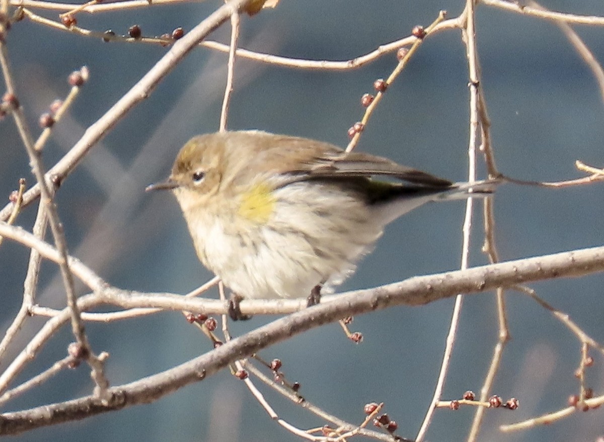 myrteparula - ML646972701