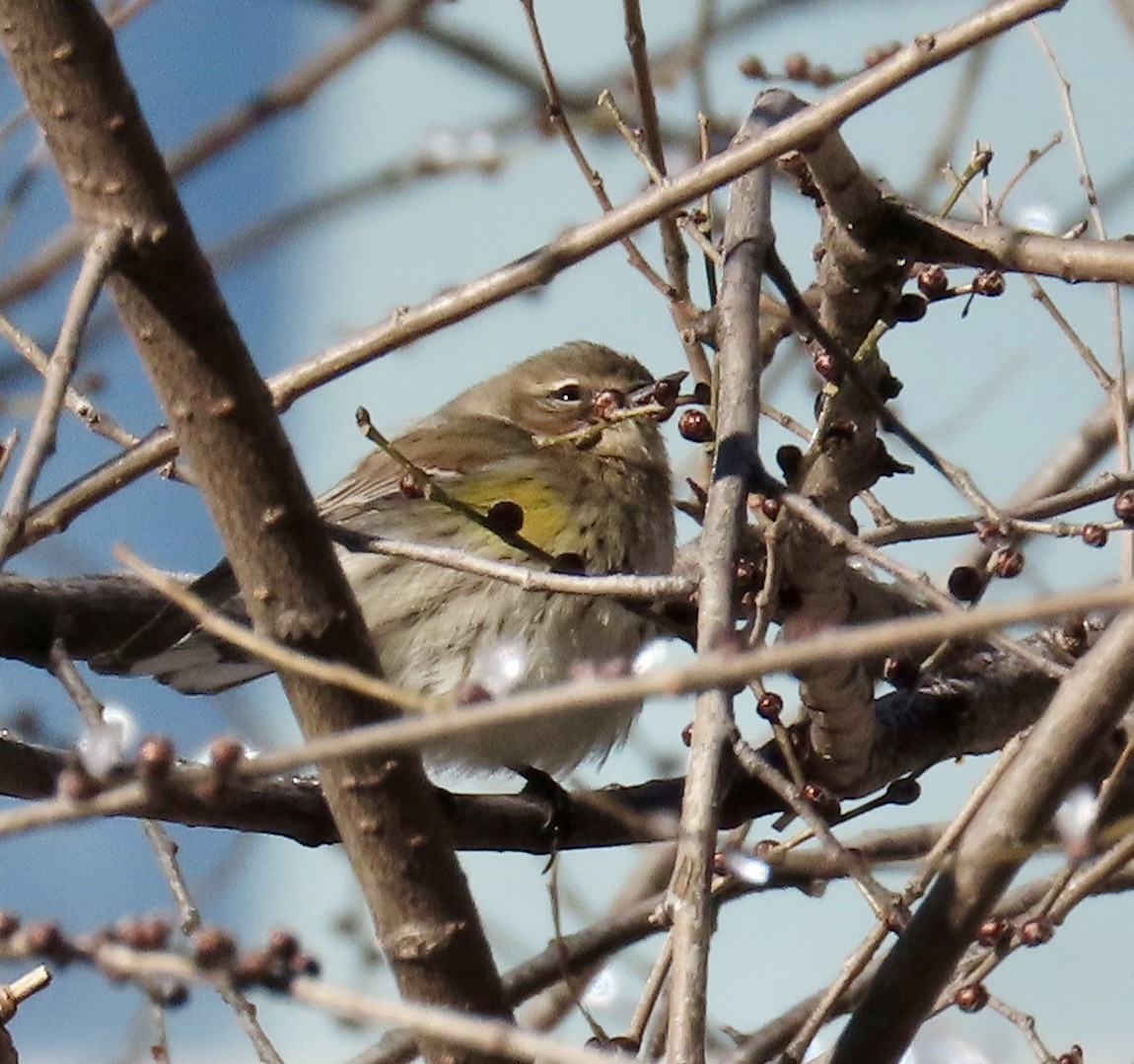 myrteparula - ML646972702