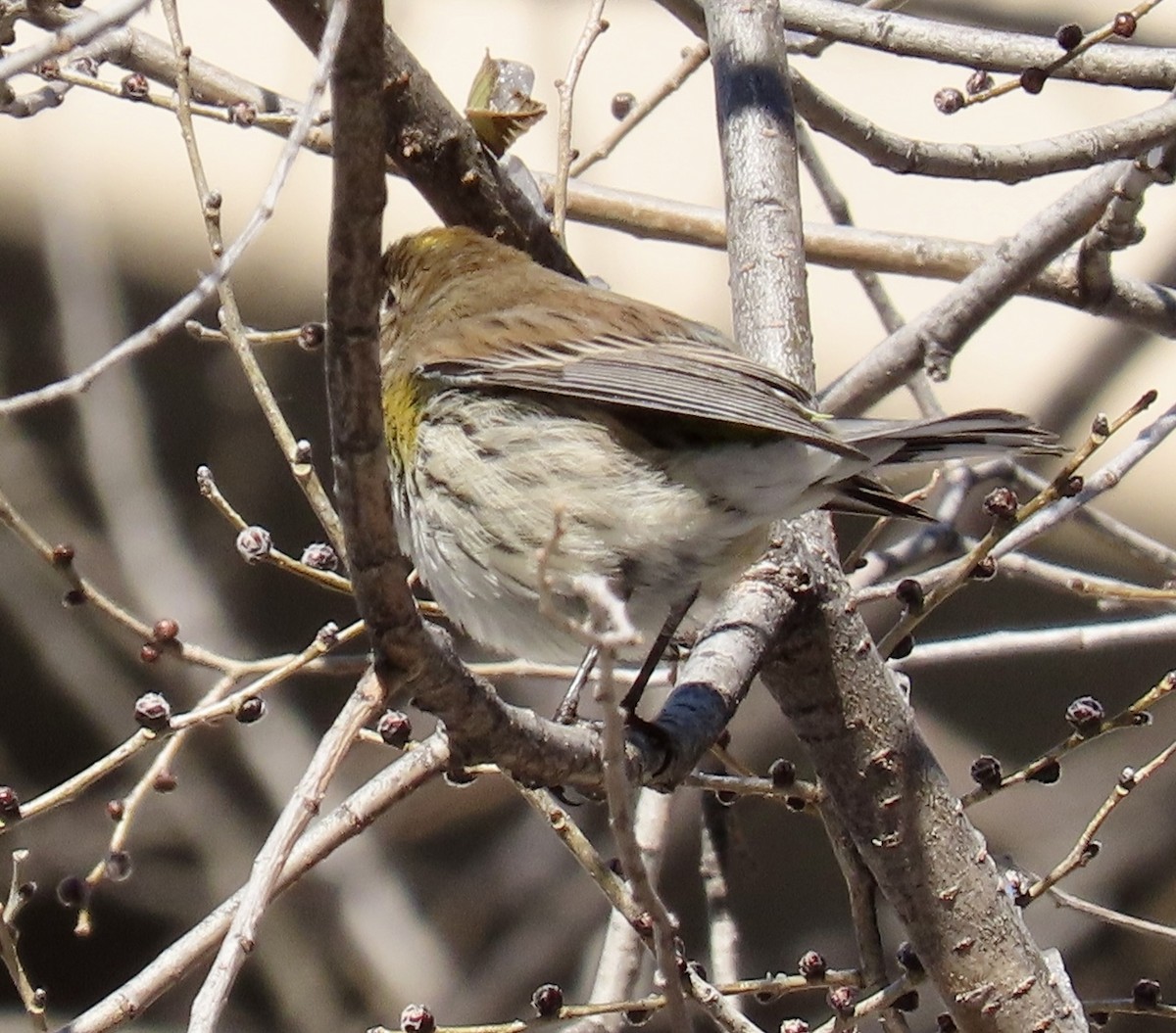 myrteparula - ML646972703