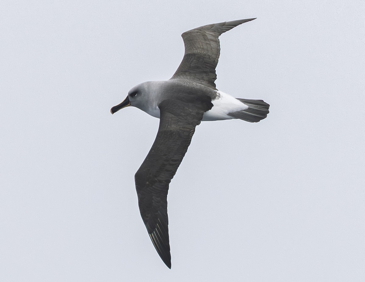 Boz Başlı Albatros - ML646972704