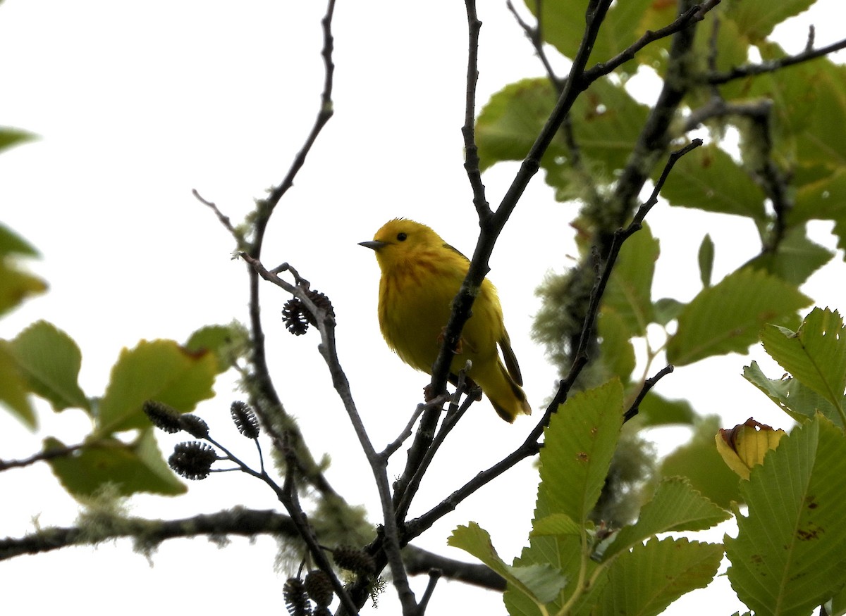 Northern Yellow Warbler - ML646972707