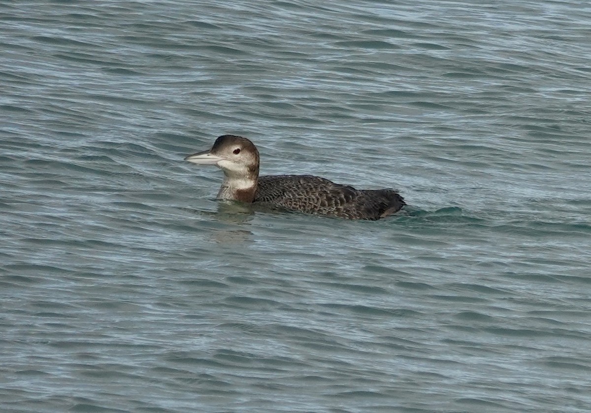 Черноклювая гагара - ML646972708