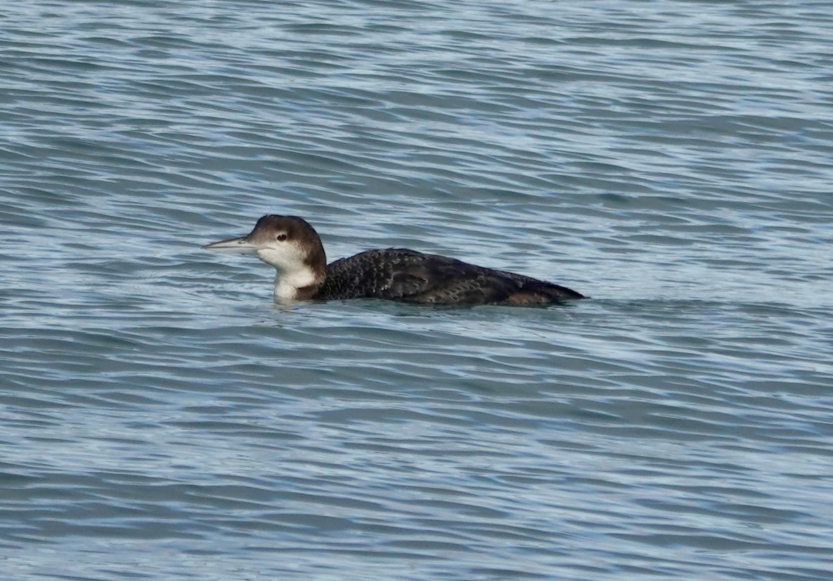 Черноклювая гагара - ML646972709