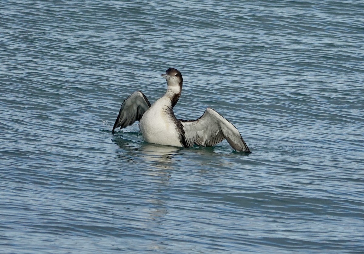 Черноклювая гагара - ML646972710