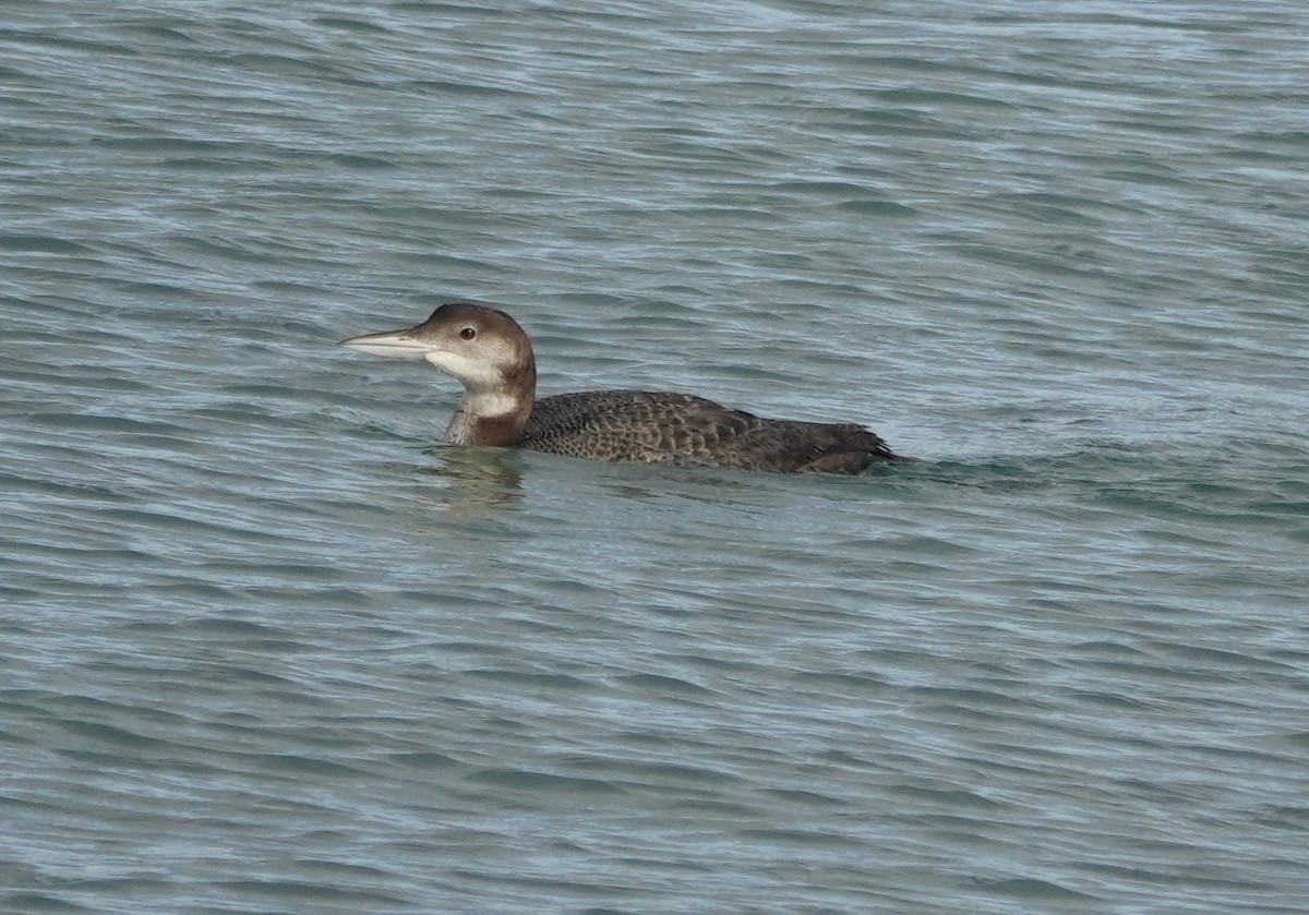Черноклювая гагара - ML646972711