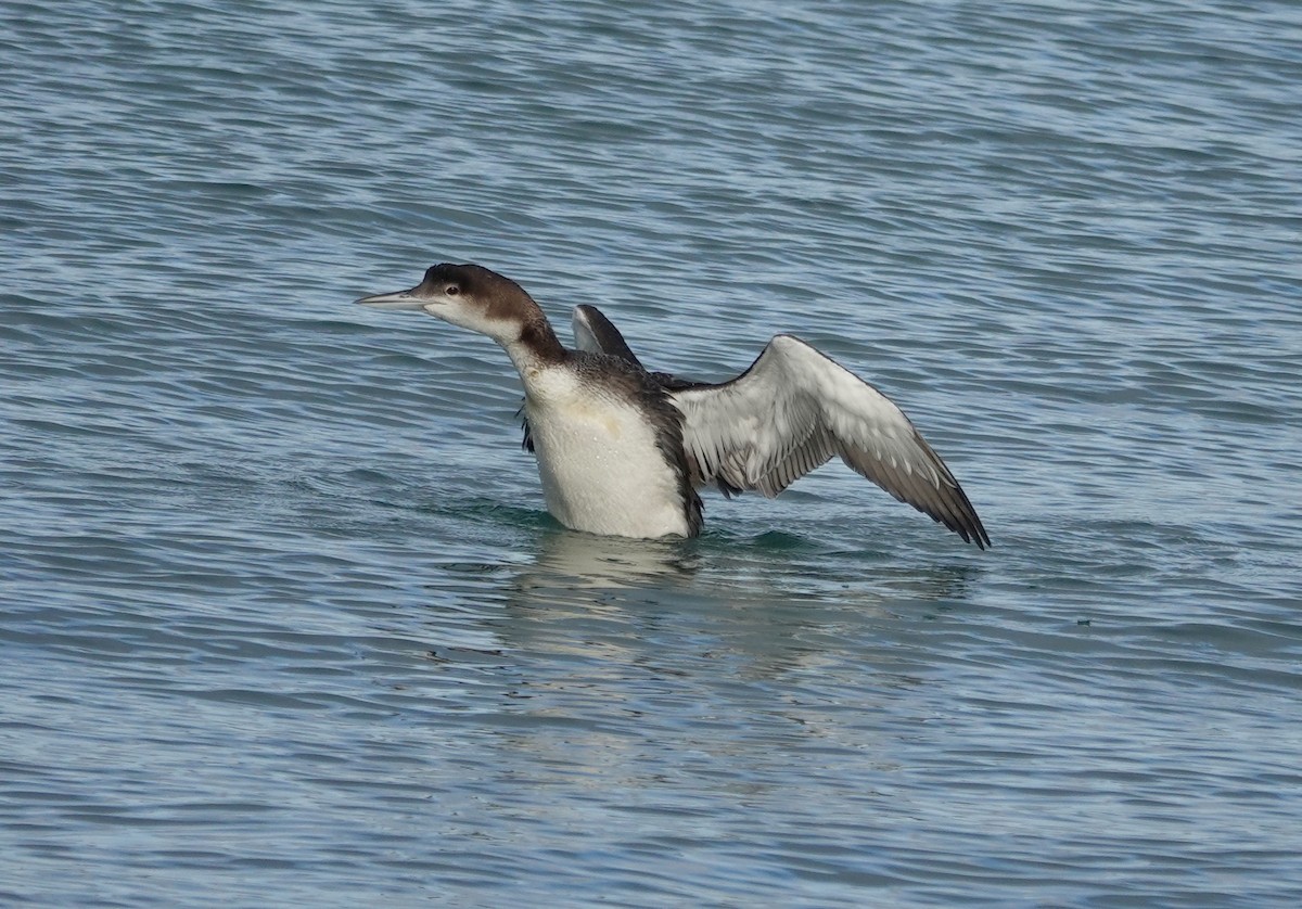 Черноклювая гагара - ML646972712