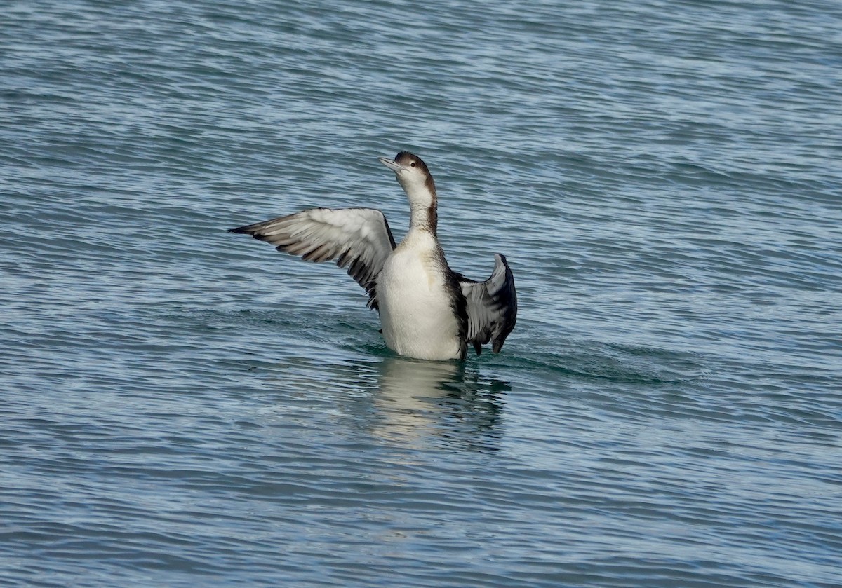 Черноклювая гагара - ML646972713