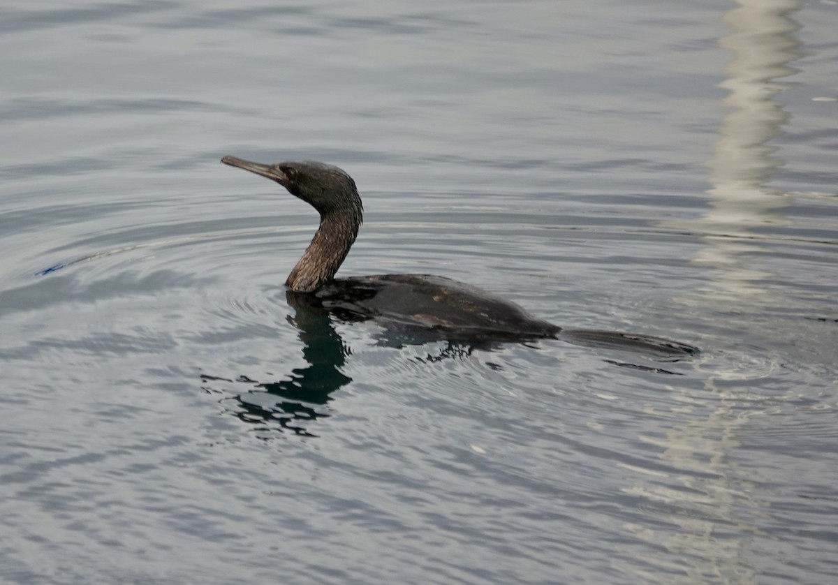 Берингов баклан - ML646972717