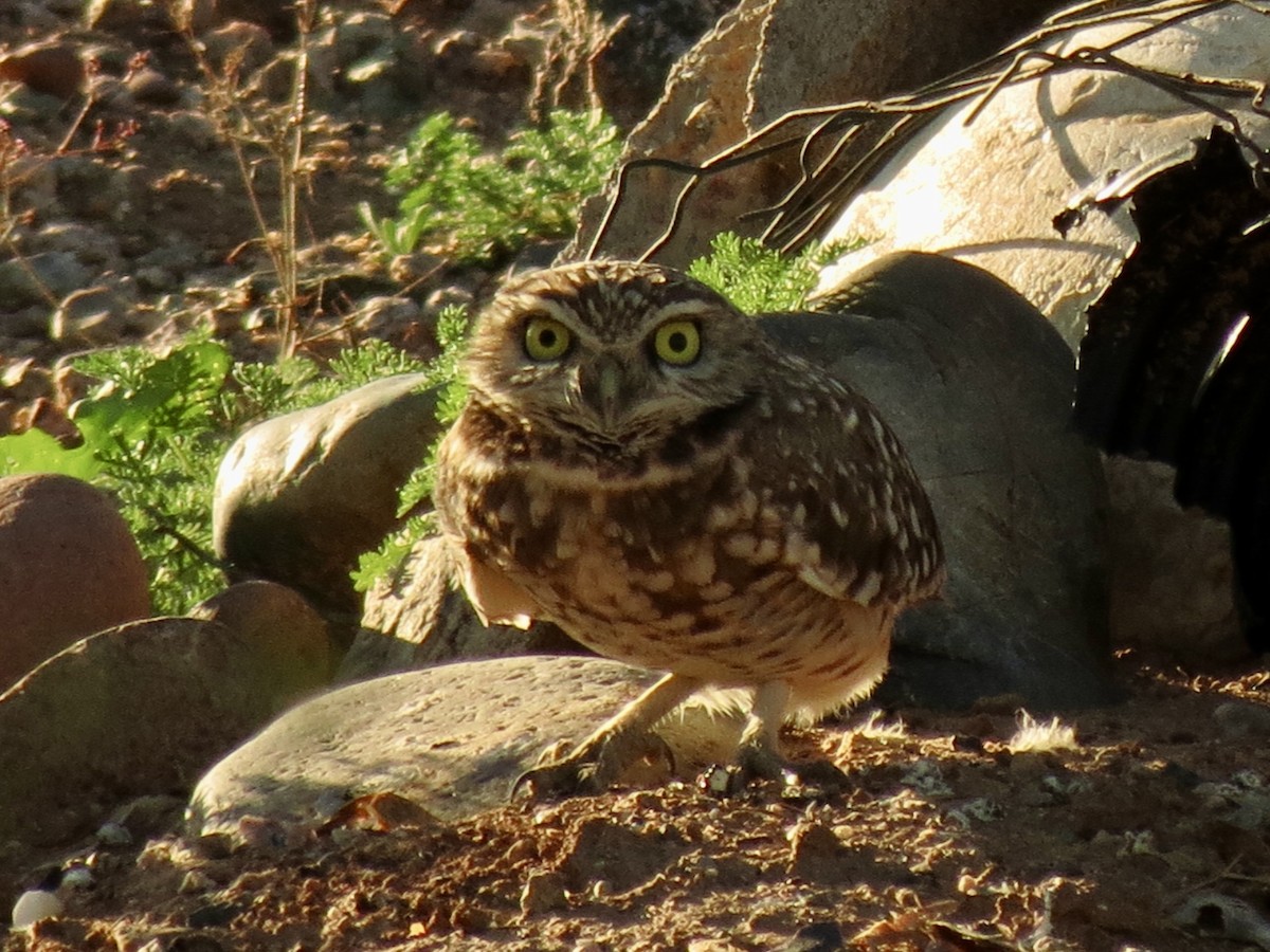 graveugle - ML646972718