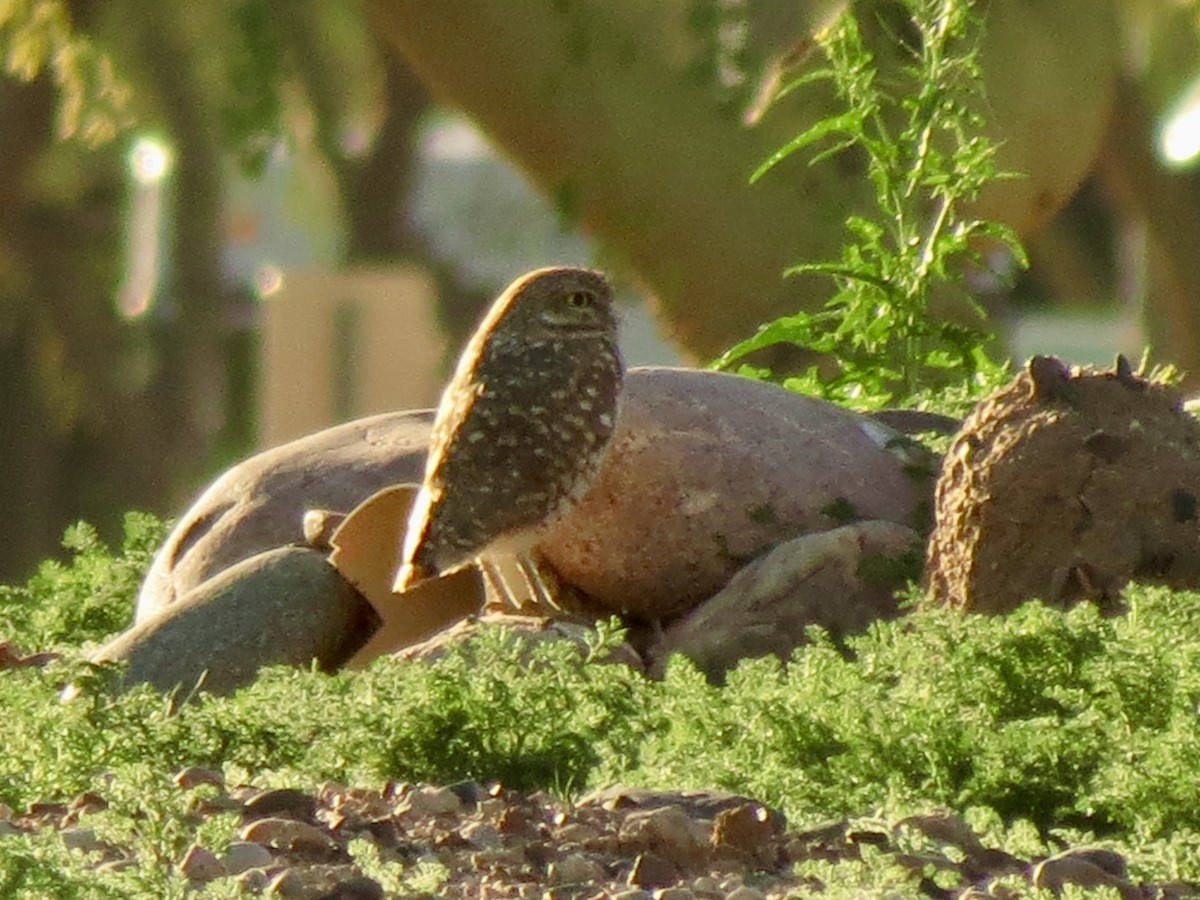 graveugle - ML646972719