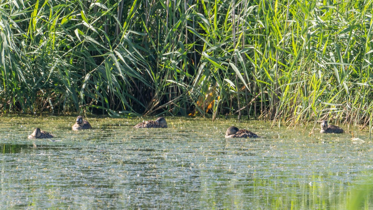 White-backed Duck - ML646972721
