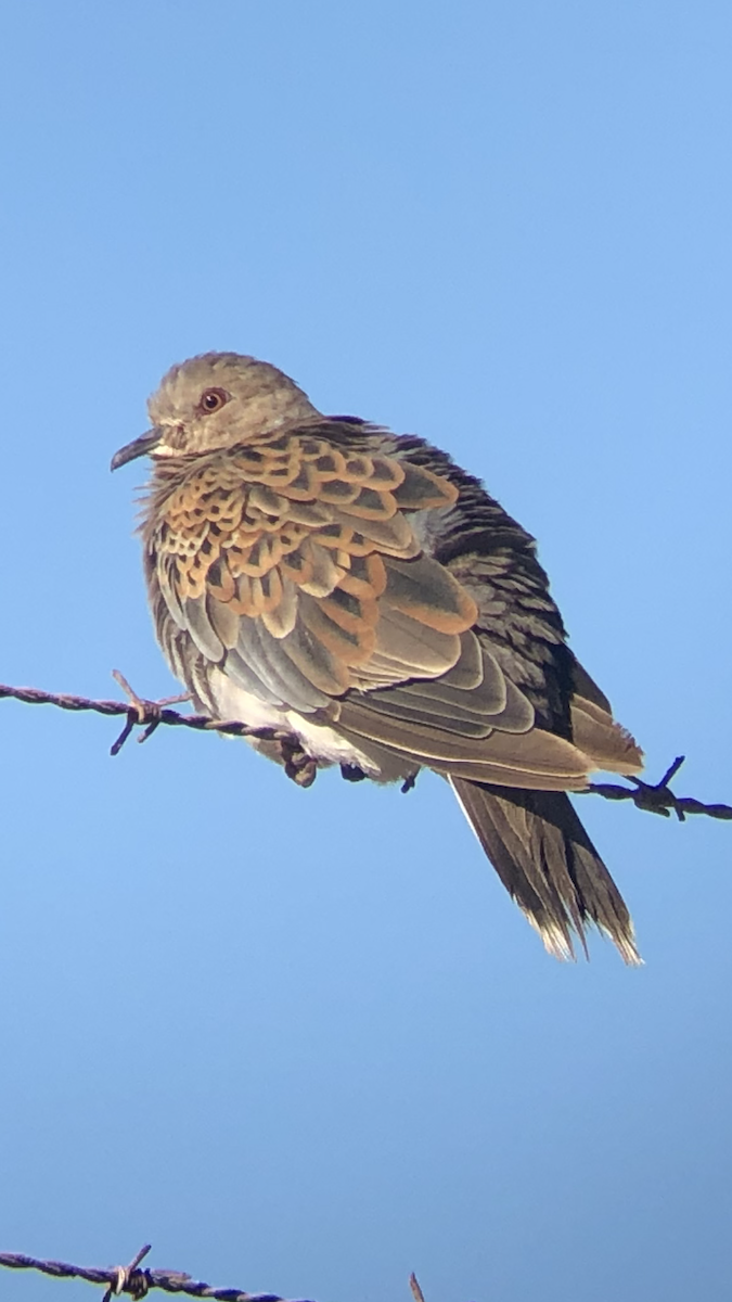 European Turtle-Dove - ML646972724