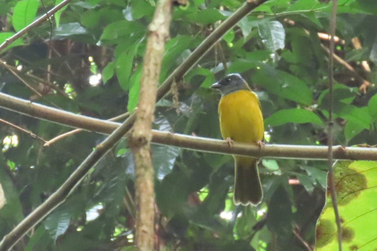 gråhodetanagar - ML646972726