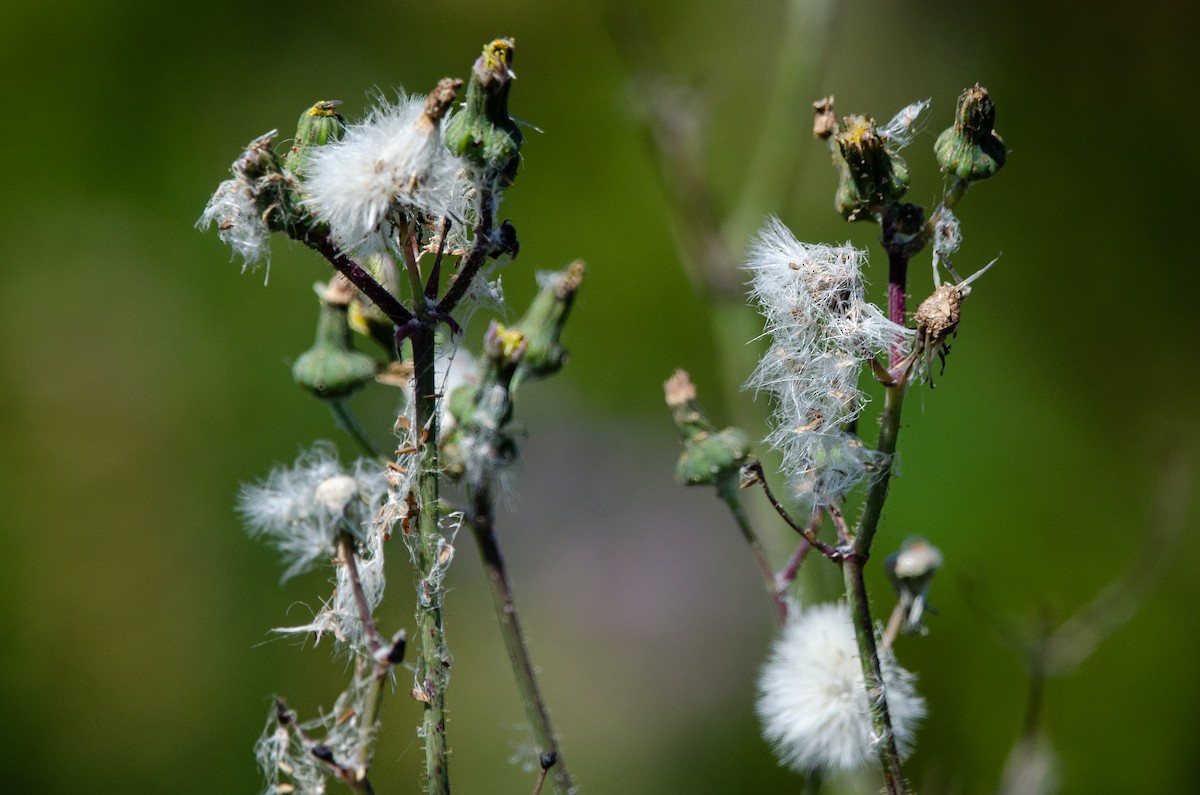 Doradito Limón - ML646972734
