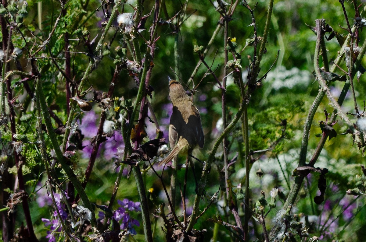 Doradito Limón - ML646972735