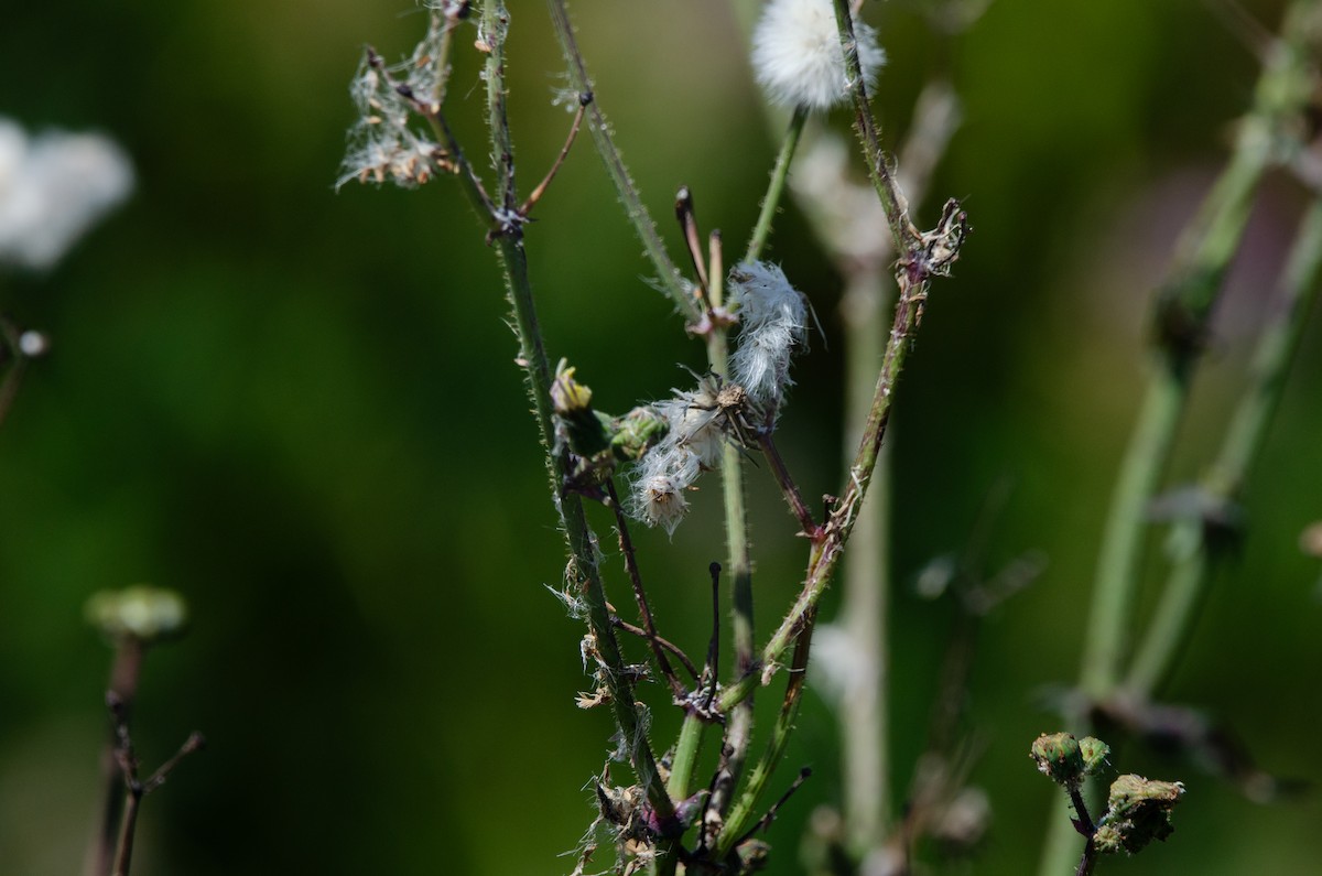 Doradito Limón - ML646972736