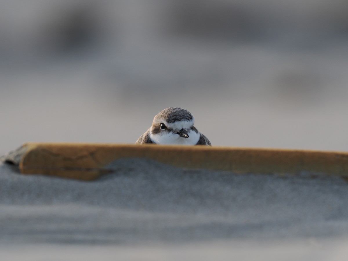 Snowy Plover - ML646972737
