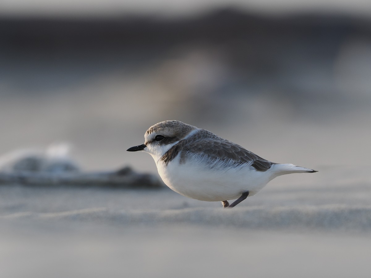 Snowy Plover - ML646972738