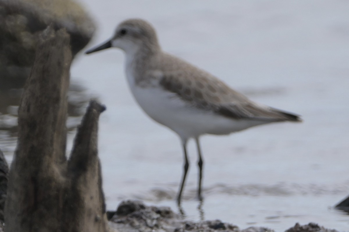 Semipalmated Sandpiper - ML646972739