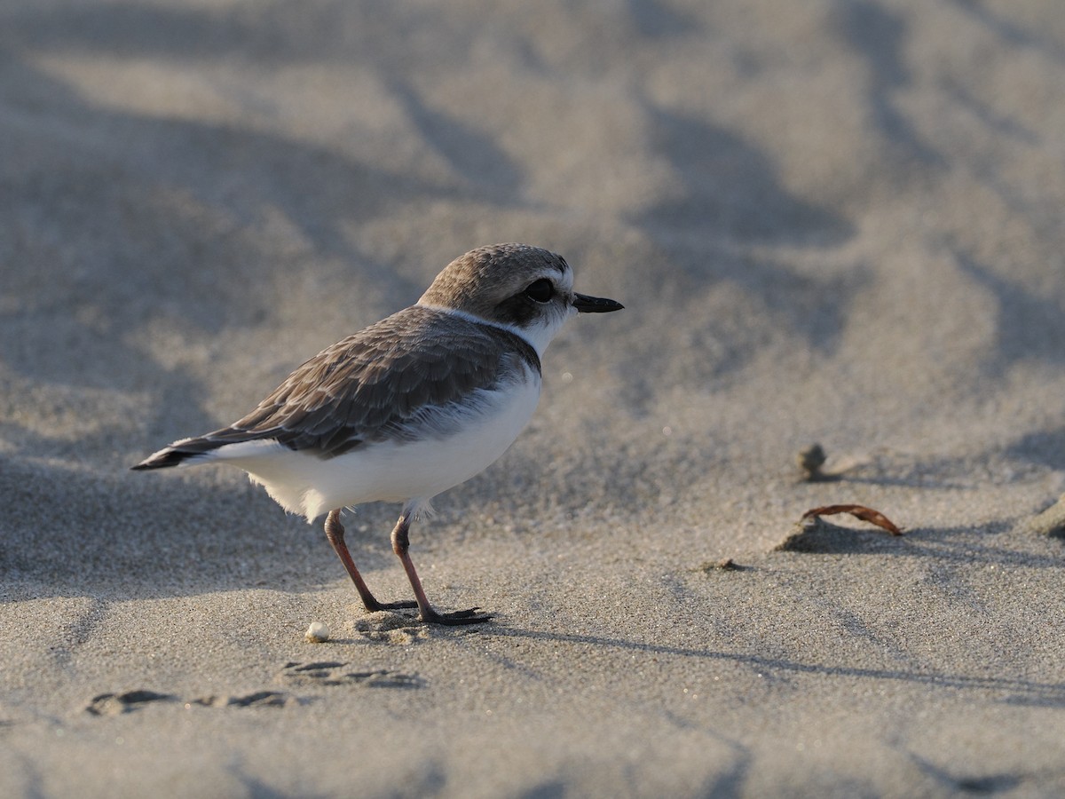 Snowy Plover - ML646972740