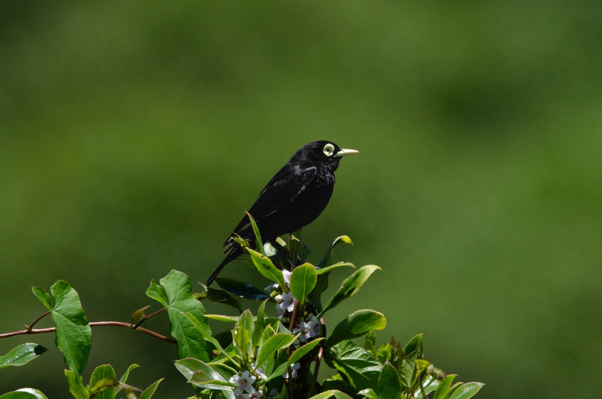 Viudita Picoplata - ML646972743