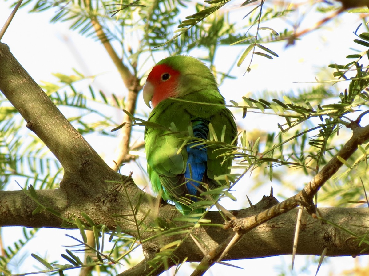 ferskenamorpapitt - ML646972765