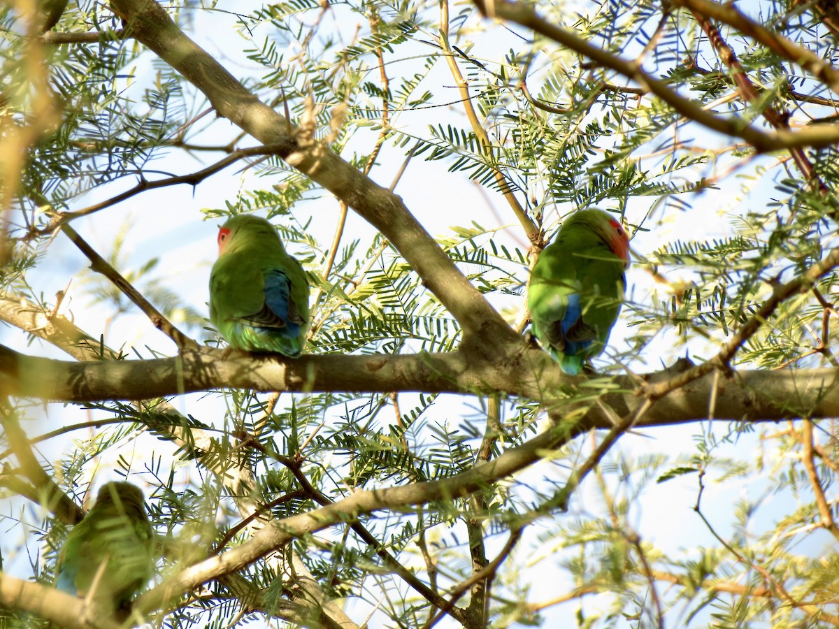 ferskenamorpapitt - ML646972766