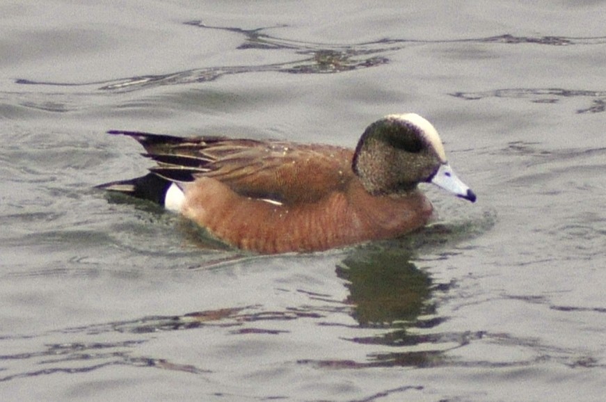 Американская свиязь - ML646972767