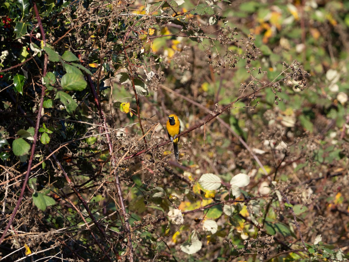 Hooded Oriole - ML646972769