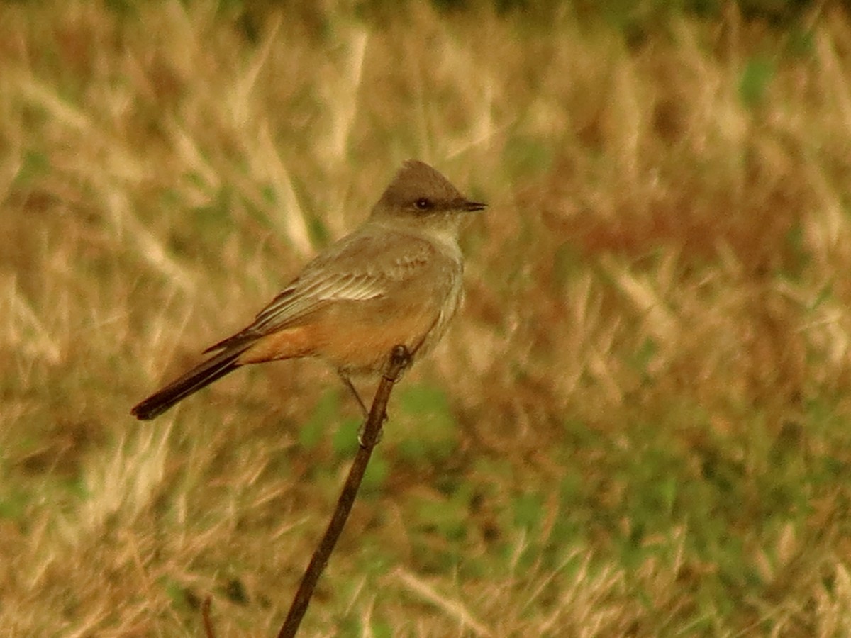 brunfibi - ML646972770