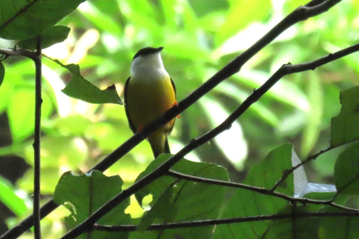White-collared Manakin - ML646972774