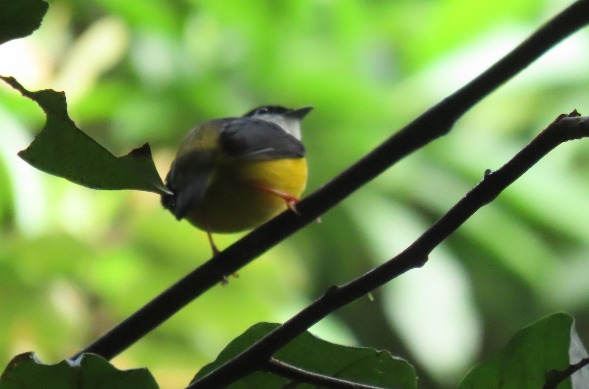 White-collared Manakin - ML646972775