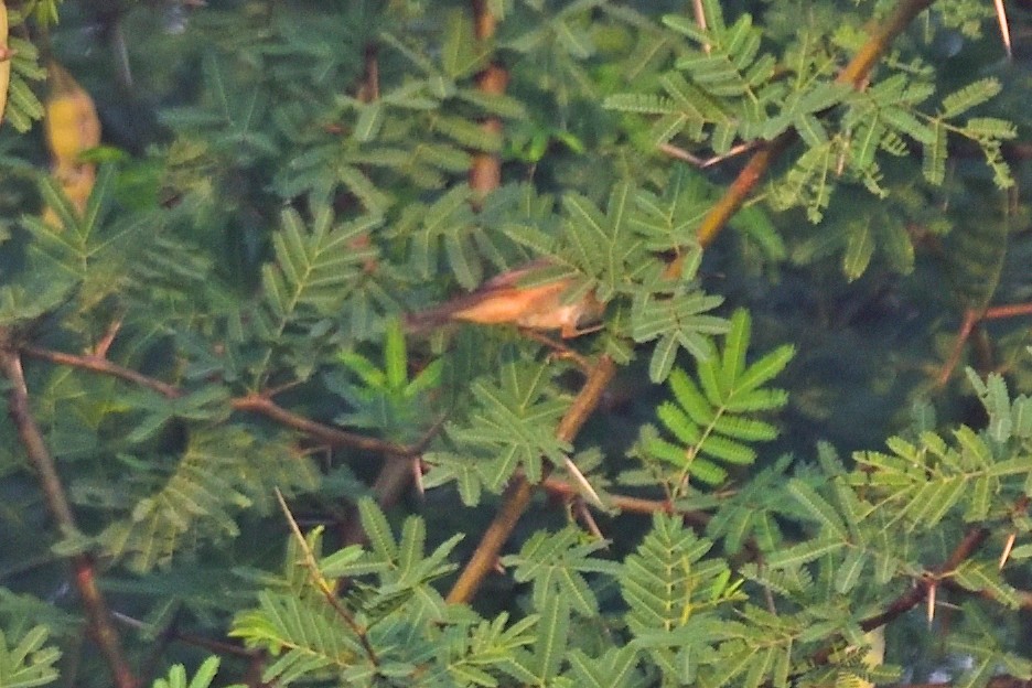 Хээрийн охил бялзуухай - ML646972776