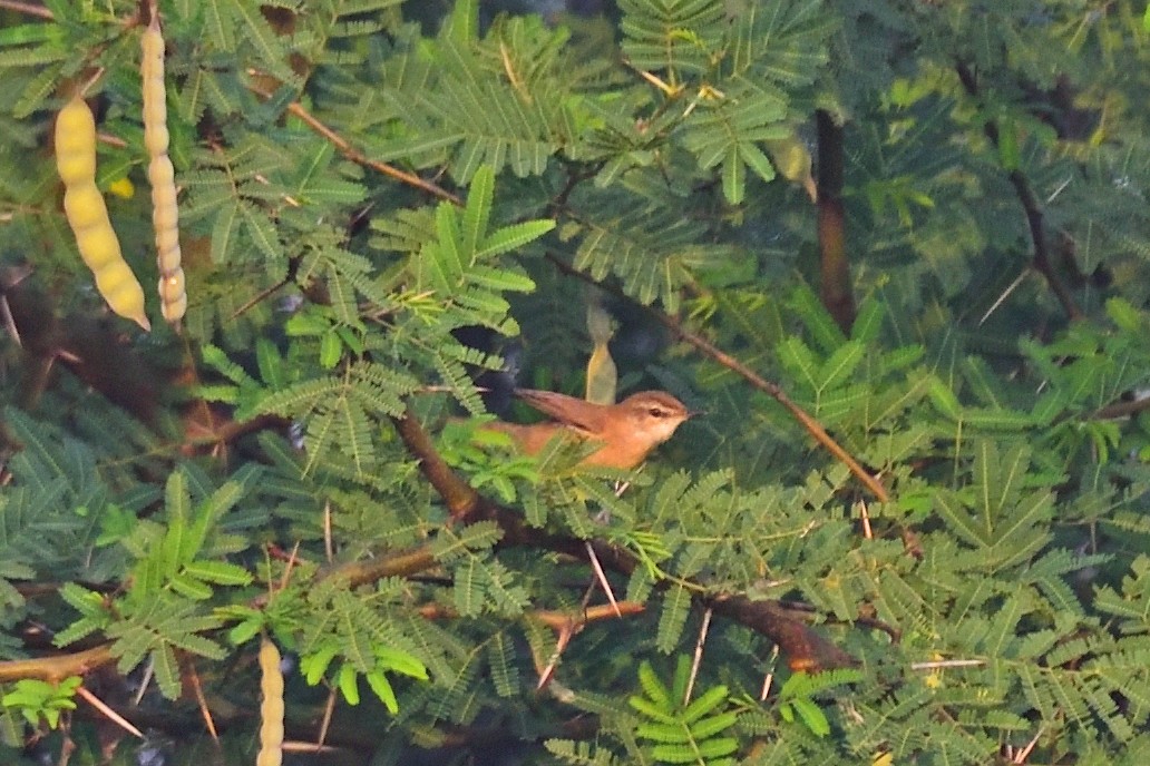 Хээрийн охил бялзуухай - ML646972777