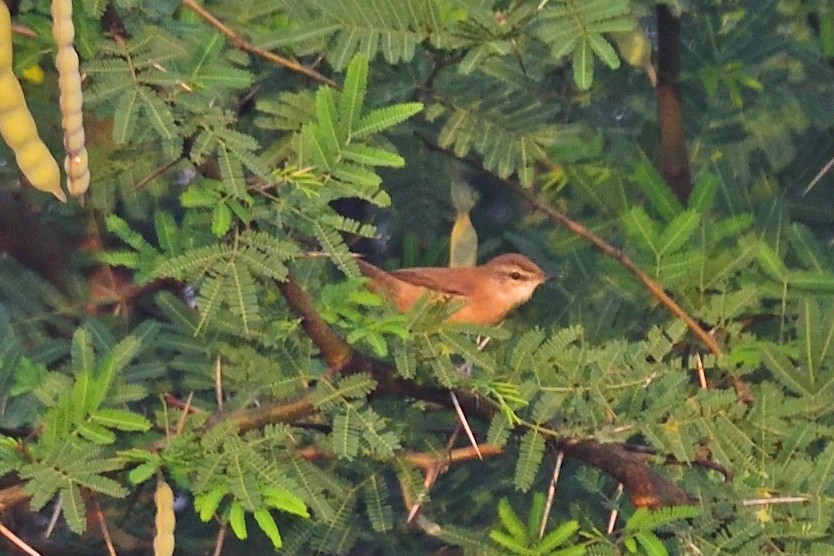 Хээрийн охил бялзуухай - ML646972778