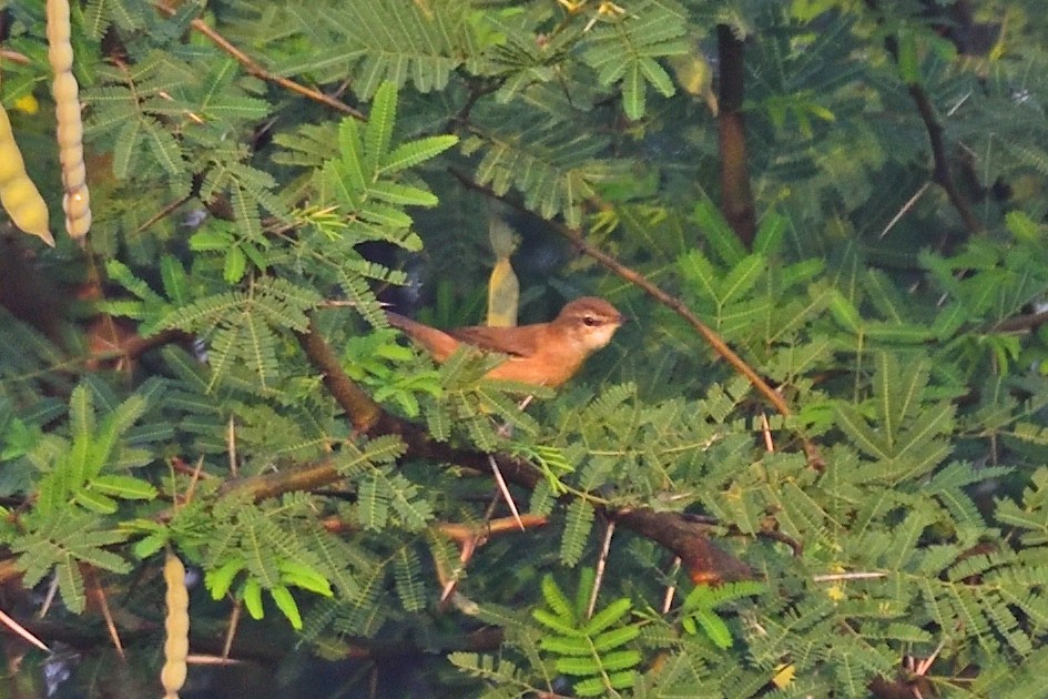 Хээрийн охил бялзуухай - ML646972779