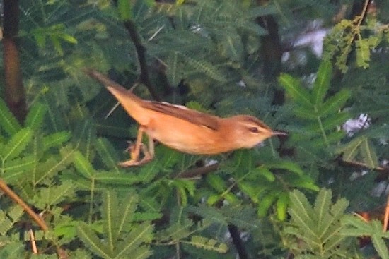 Хээрийн охил бялзуухай - ML646972780