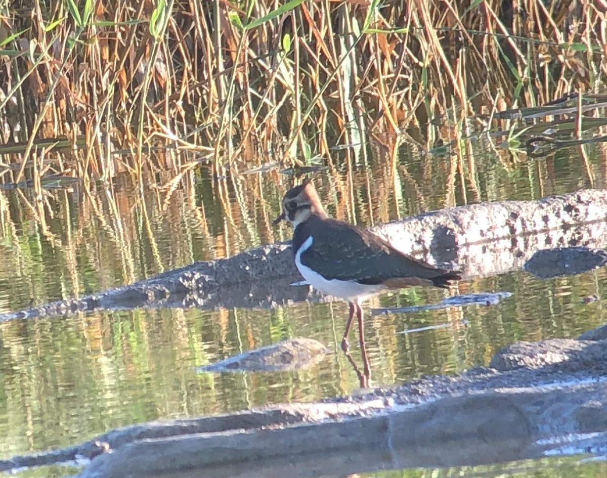 Northern Lapwing - ML646972781