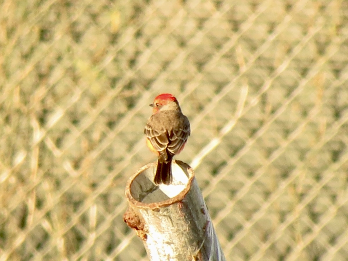 rubintyrann - ML646972782