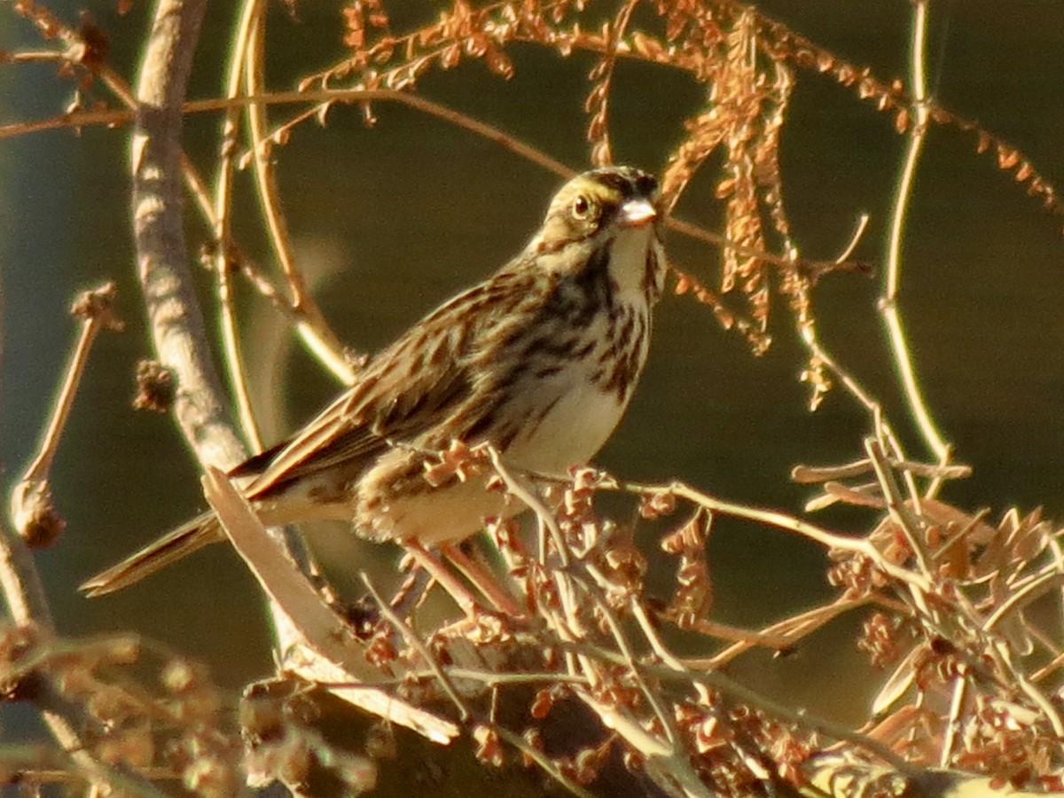 musespurv - ML646972795