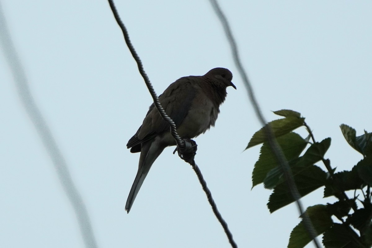 Горлиця мала - ML646972797