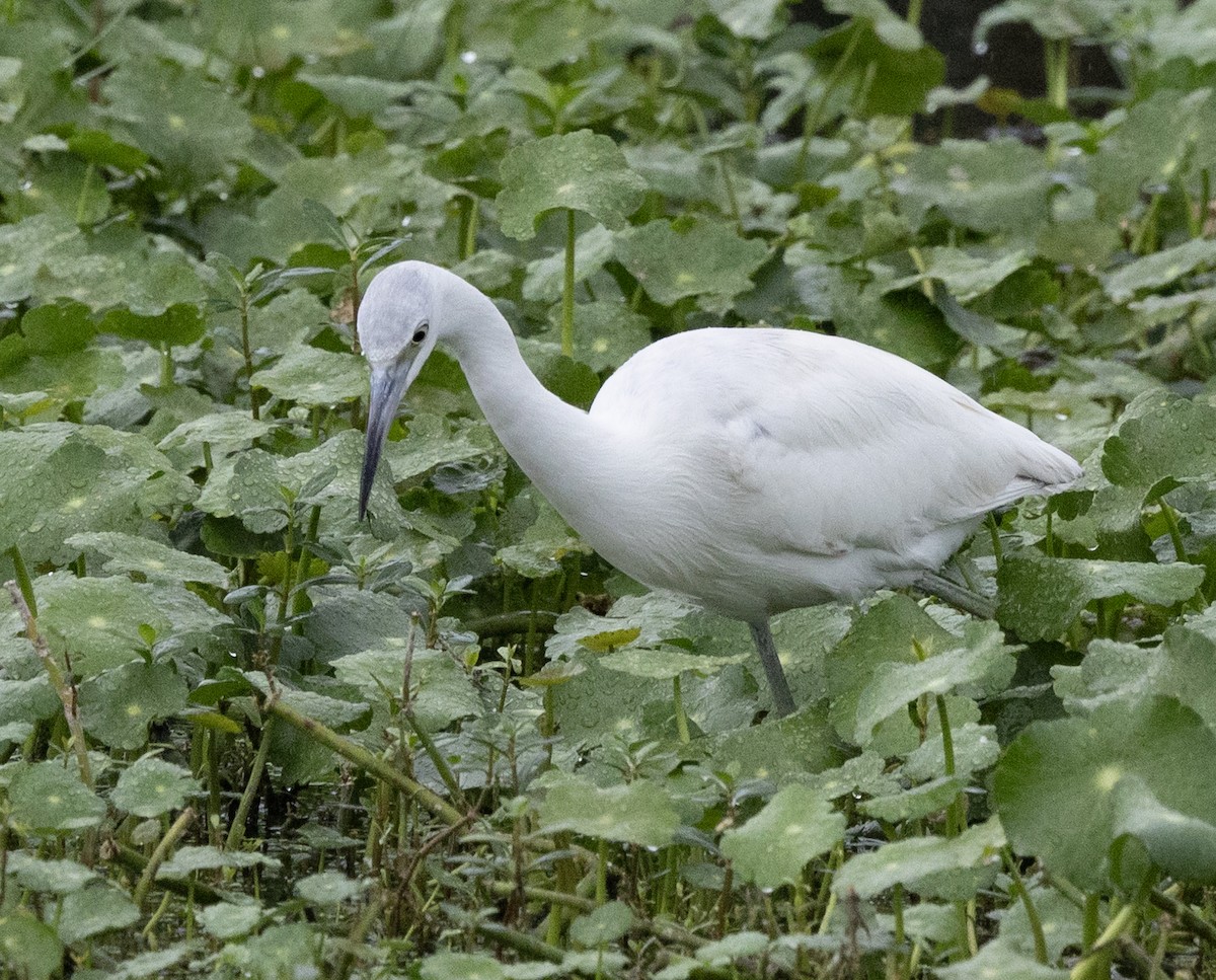Little Blue Heron - ML646972799