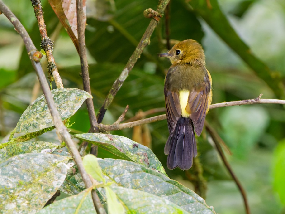 Охристый широкохвост - ML646972804