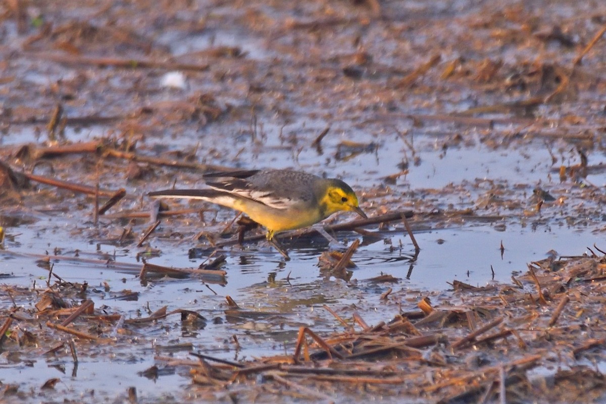 Citrine Wagtail - ML646972820